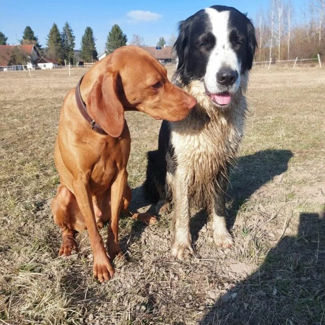 Zwei Hunde stehen eng zusammen auf einer Wiese beim Tölentreff