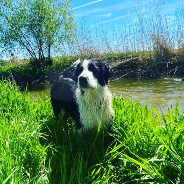 Border Collie im grünen Gras am Wasser