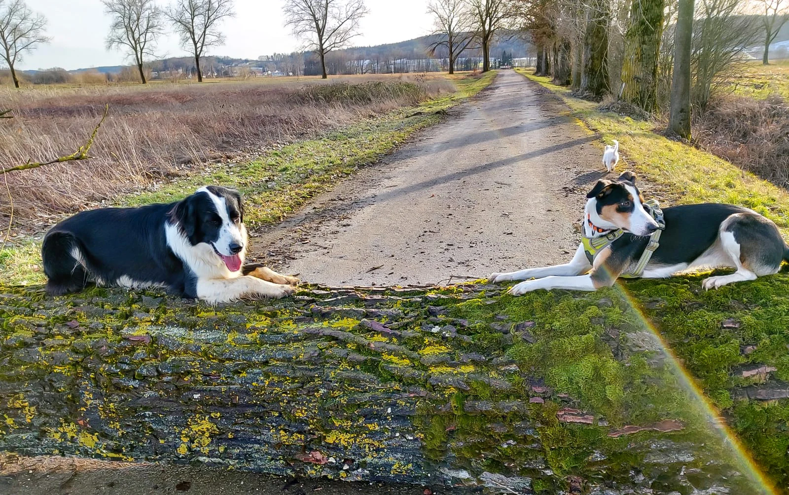 Zwei Hunde auf einem sonnigen Weg durch die Natur