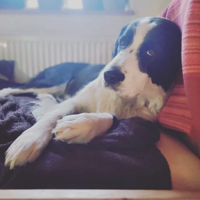 Ein Hund entspannt gemütlich auf dem Sofa