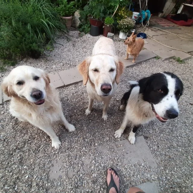 Mehrere Hunde gemeinsam auf einem Weg im Grünen