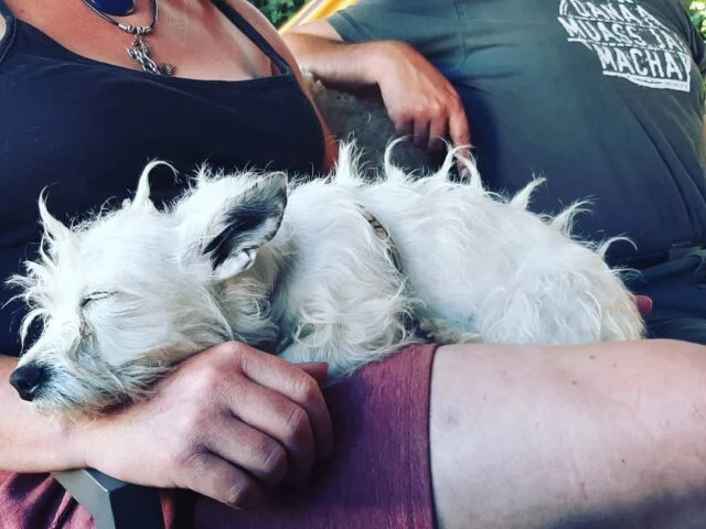 Ein Hund genießt es, gestreichelt zu werden